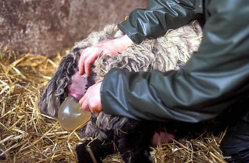 Lambing a Ewe